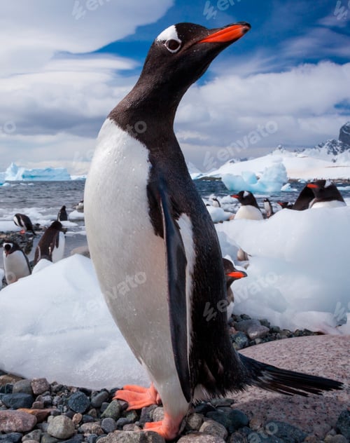 Preview: Gentoo penguins, Antarctica