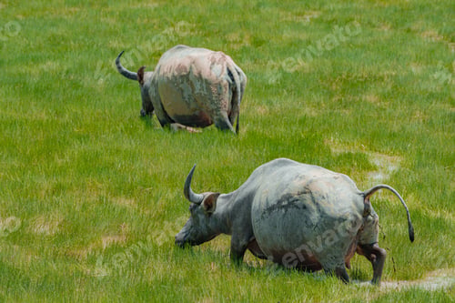 Preview: Buffaloes at the green grassland in Kampung Batu Putih, Marang, Terengganu, Malaysia