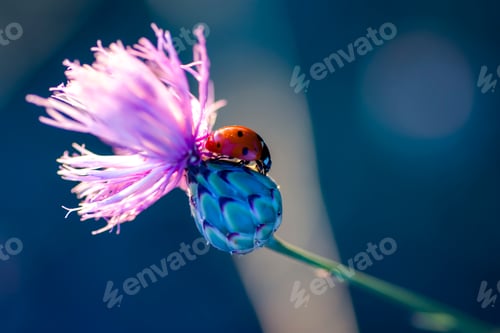 Preview: Macro of a ladybug on a flower