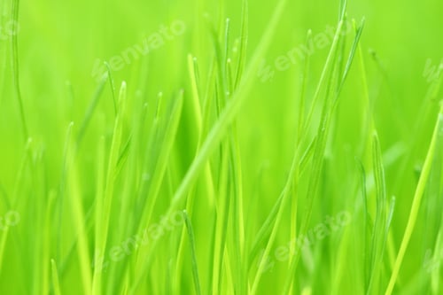 Preview: fresh grass