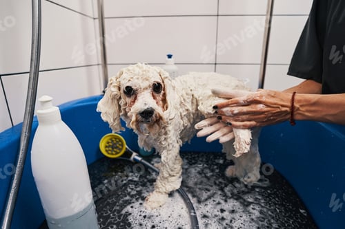 Preview: Showering time for the lovely little pet friend