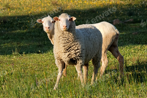Preview: Merino sheep on a rural farm