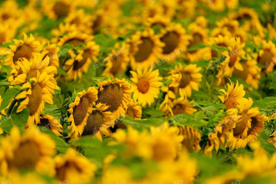 Cover for Sunflowers blooming in the field