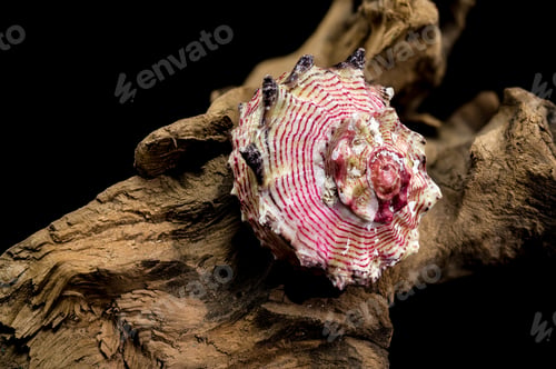 Preview: Elegant Strawberry Conch on Driftwood on Black Background