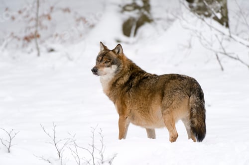 Preview: Gray wolf (Canis lupus), Bavarian Forest National Park, Bavaria, Germany