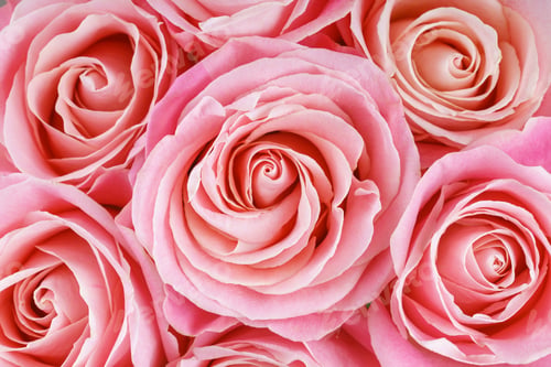 Preview: Pink Roses Blossom Background, Soft Petals, Floral Arrangement, Delicate Texture, Macro Nature Shot