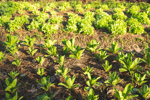 Preview: green nature vegetable farm, organic raw food agriculture concept for good health lifestyle