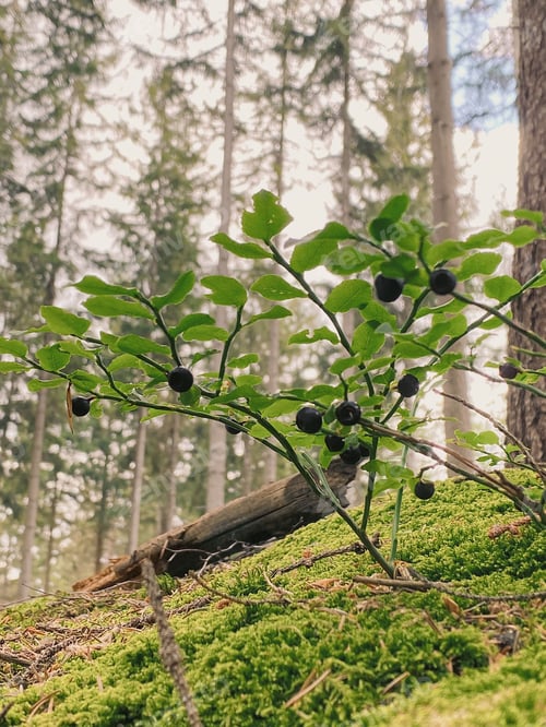 Preview: Vertical shot of a wild blueberry plant growing in a forest