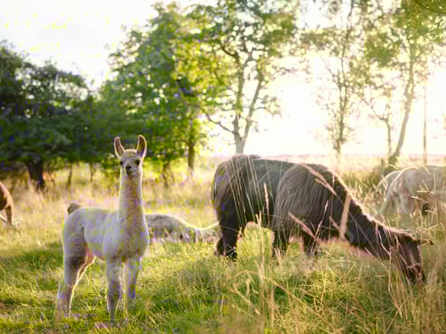 Preview: Beautiful sunrise Europe farm scene