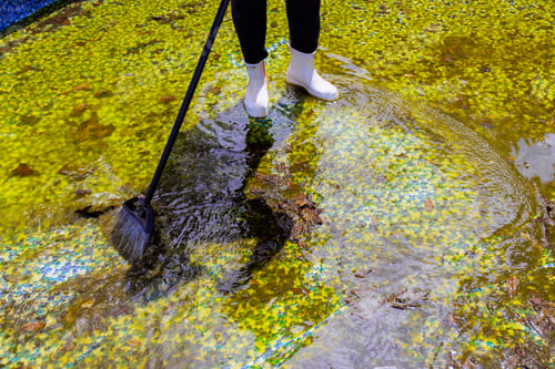 Preview: Person cleans surface of pond with rake while standing in water on sunny day