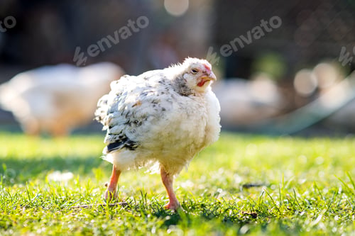 Preview: Hen feed on traditional rural barnyard. Close up of chicken standing on barn yard