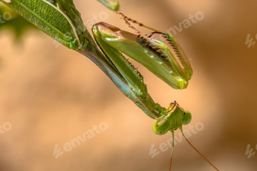 Preview: Sideview of Head of European praying mantis