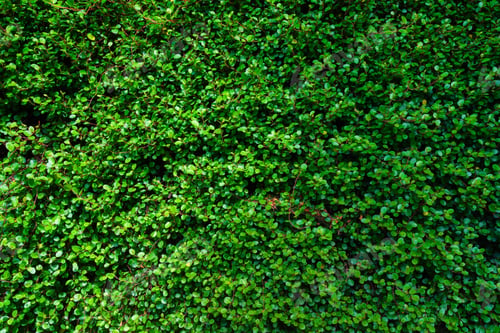 Preview: Spring fresh grass as a background. Plants for the background.