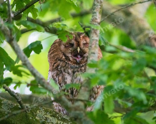 Preview: Selective focus shot of sleepy owl on the tree