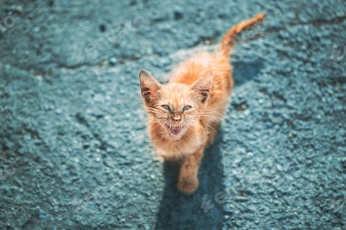 Preview: Dirty, Murky, Sickly Red Kitten Mercifully Meows On Street. Homeless Ginger Cat Outdoor In Street