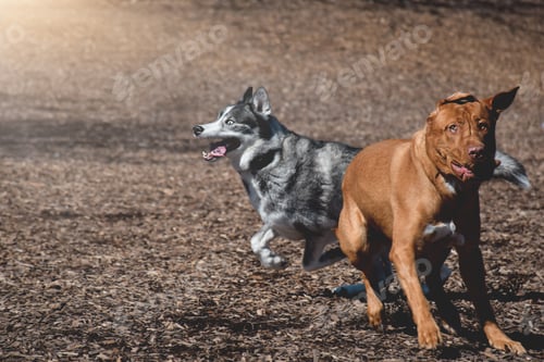 Preview: Two dogs playing running at an off leash dog park