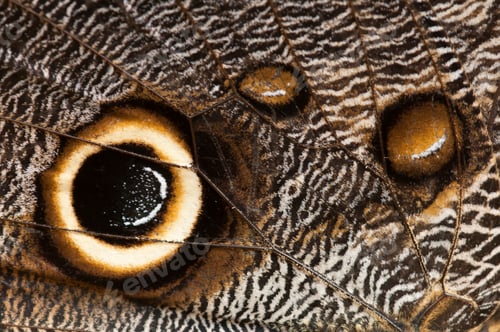 Preview: Closeup of a Butterfly Wing