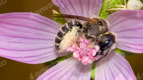 Preview: Bee, Sierra de Guadarrama National Park, Spain