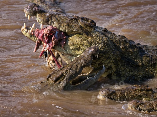 Preview: Beautiful shot of aligators in Masia Mara National Park in Kenya