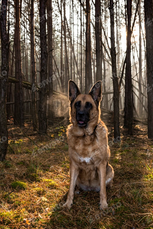 Preview: Senior German Shepherd Dog Portrait in Forest