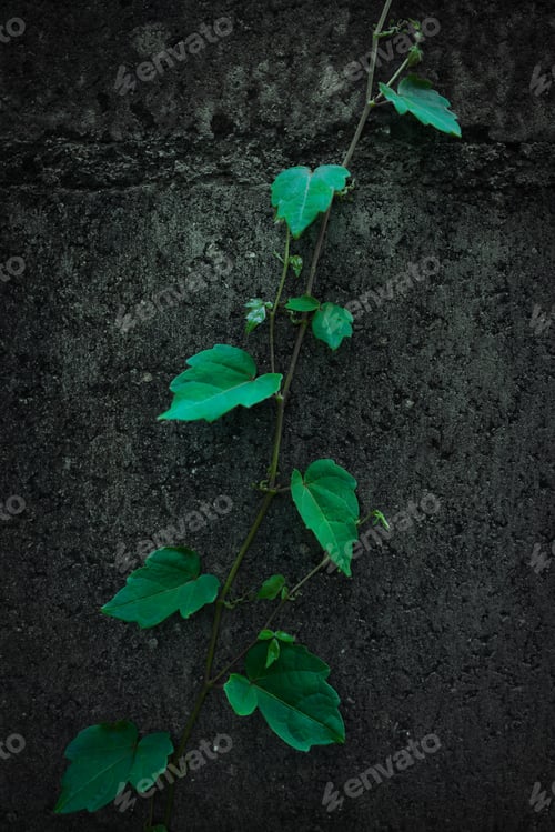Preview: Ivy hanging on the block wall