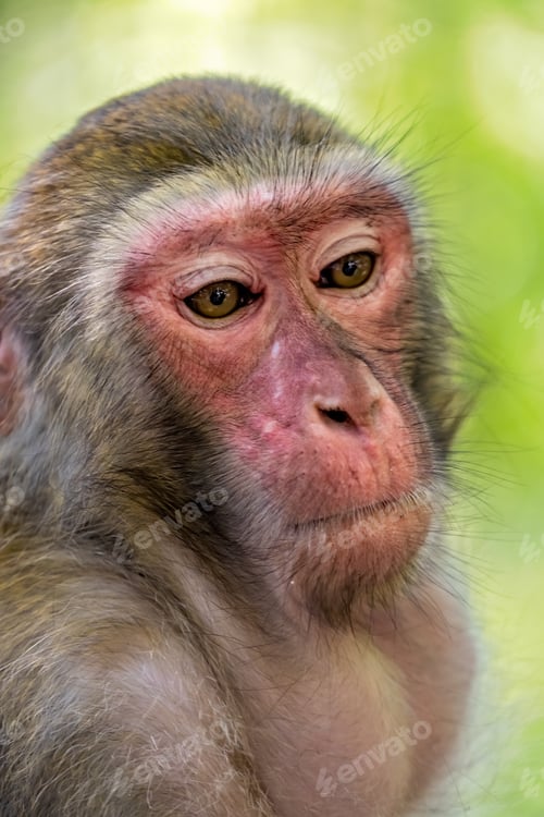 Preview: Chinese macaque monkey portrait
