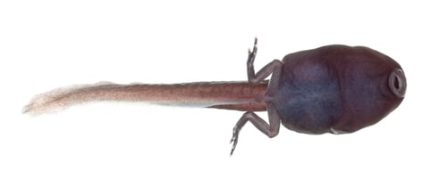 Preview: tadpole (also pollywog or porwigle) is the larval stage - of a