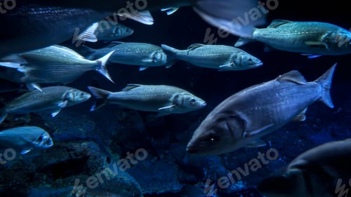 Preview: Big school of fishes swimming next to the ocean bottom in dark clear water