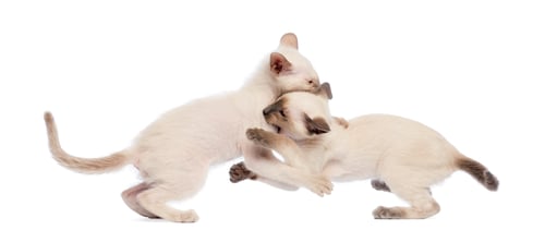 Preview: Two Oriental Shorthair kitten play fighting against white background