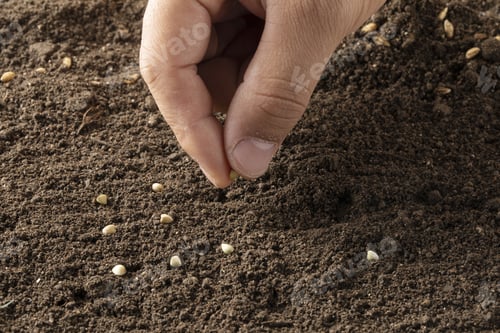 Preview: Closeup shot of a hand planting seeds in the soil - agricultural concept