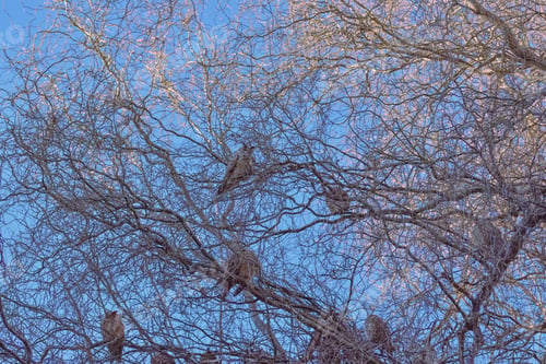 Preview: Low angle shot of owls perched on bare tree branches