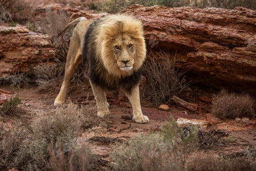 Preview: Majestic lion striding in a rocky landscape