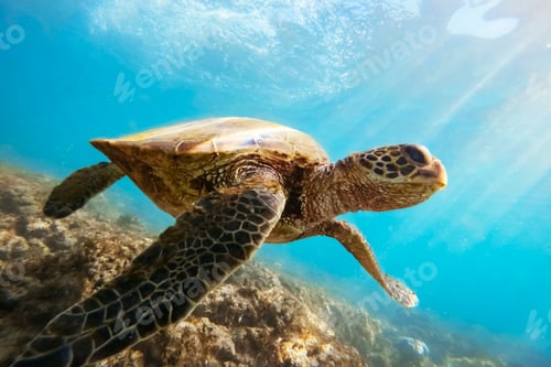 Preview: Green sea turtle