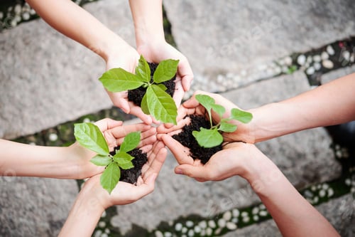 Preview: People plant new plants