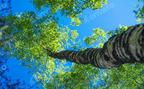 Preview: tree