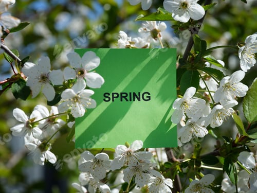 Preview: A green sticky note with the word Spring on it being held up by a branch with cherry blossoms on it