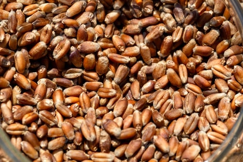 Preview: Wheat grain as background texture