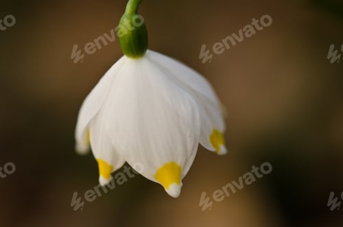 Preview: Beautiful white blooming spring snowflakes, wild in a forest
similar, leucojum vernum, rare, bell, w