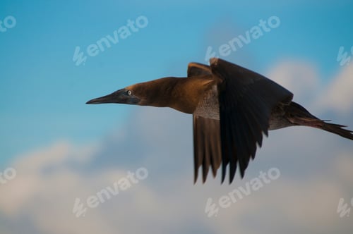 Preview: A brown booby (Sula sp.) flying around San Benedicto Island, Revillagigedo, Mexico