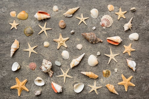 Preview: Summer time concept Flat lay composition with beautiful starfish and sea shells on colored table