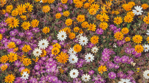 Preview: Daisies in Namaqualand