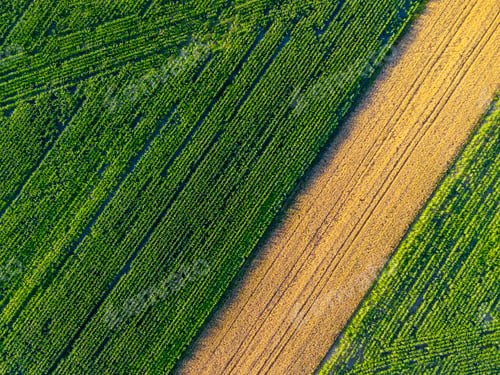 Preview: Aerial view of corn field