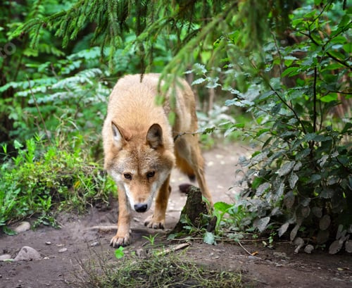 Preview: Timber wolf (Canis lupus) hunting in the forest