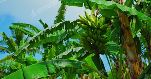 Preview: Green banana fruit growing on tropical palm tree at summer sunny day on blue sky background. Static