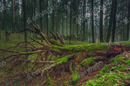Preview: Mystical green forest landscape in Lithuania