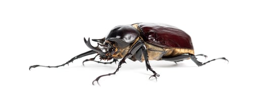 Preview: Rhinoceros beetle, Actaeon beetle, isolated on white