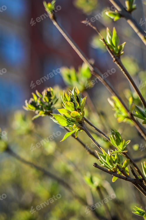 Preview: A branch on which the first green leaves bloom.Spring
