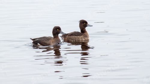 Preview: Two female tufted ducks swimming in a body of water.