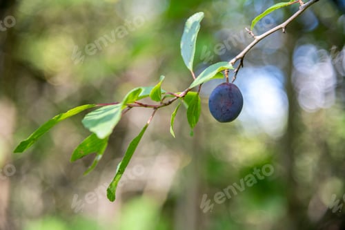 Preview: damson plum fruit on branch