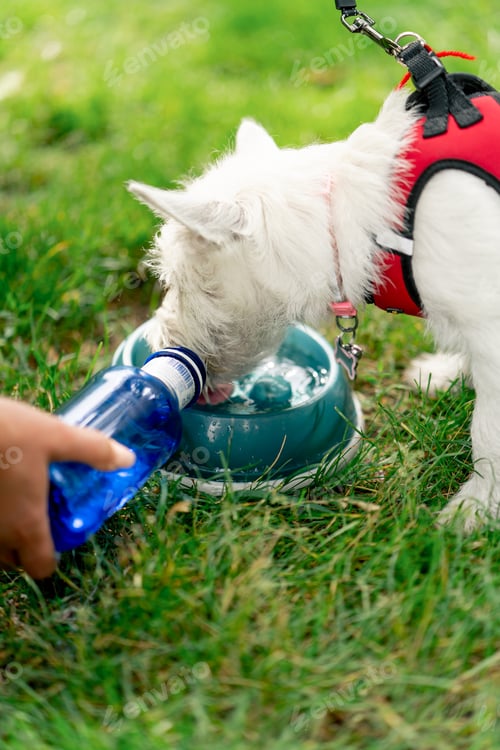 Preview: close-up in the summer in the park on green lawn the owner pours water into a bowl the maltese dog